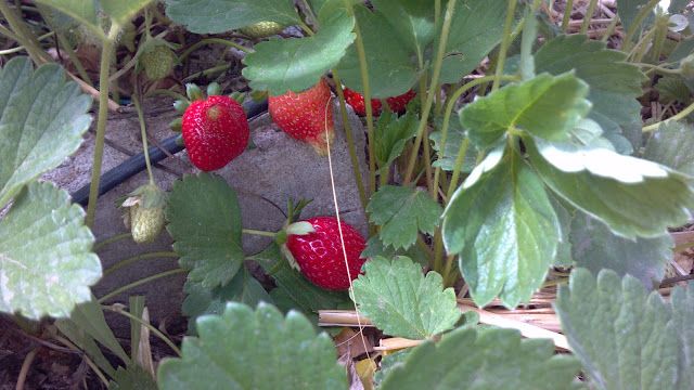 Micro_Farm tweet picture