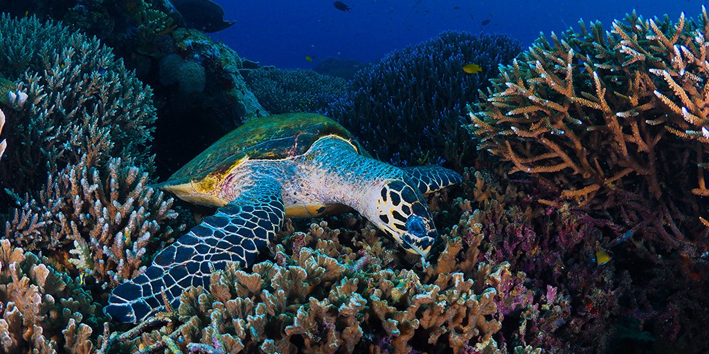 wonderfulid's tweet photo. These 10 reasons will make you excited to explore Komodo National Park in
#wonderfulindonesia! https://t.co/DWpOl5YOCY https://t.co/jMQo6JlMds