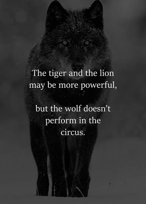 machavelli7's tweet photo. “The tiger and the lion may be more powerful, but the wolf does not perform in the circus.” — Unknown https://t.co/wFeRnUex5x