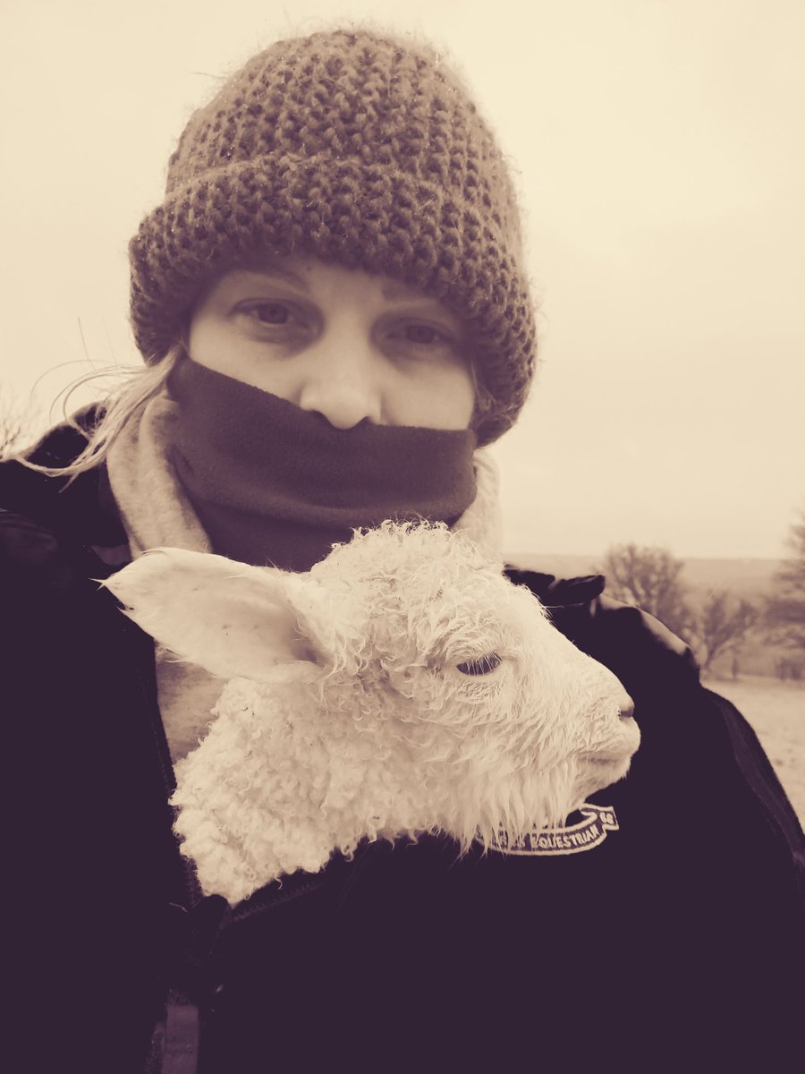 #idontgetpaidenough #multitaskingmummy #Lamb #lambinglive #imsupposedtobedoingmyadmin #Sheep #sheep365 #farming #farming247