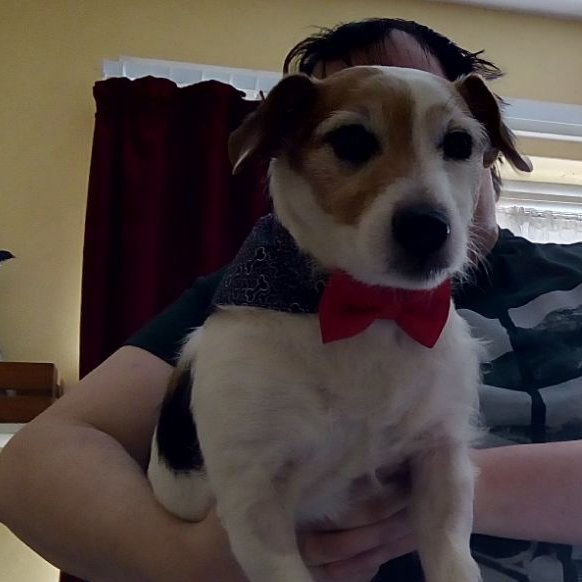 DuncanB_R's tweet photo. Jumping on the bandwagon for #DogsofBCoT. Meet Buster. A 10-year-old Jack Russel cross, who looks rather dapper with his banner and bow tie. I'm holding him here because he wouldn't stay still for his photo to be taken. https://t.co/3Xjlywttks