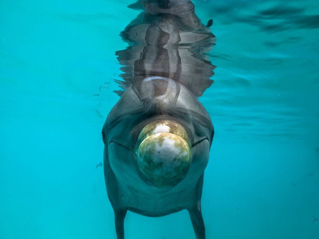 spotmydive's tweet photo. Hello you 💙😍🐬📷  by @r__calderon⠀⠀
Tag your photos @Spotmydive to be featured
 #dolphin #pink #fish #ocean #sea #water #underwater #uwpic #underwaterpic #underwaterworld #underwaterlife #wildlife #marinelife #diving #divinglife #diver https://t.co/ddJP2A8Xnz