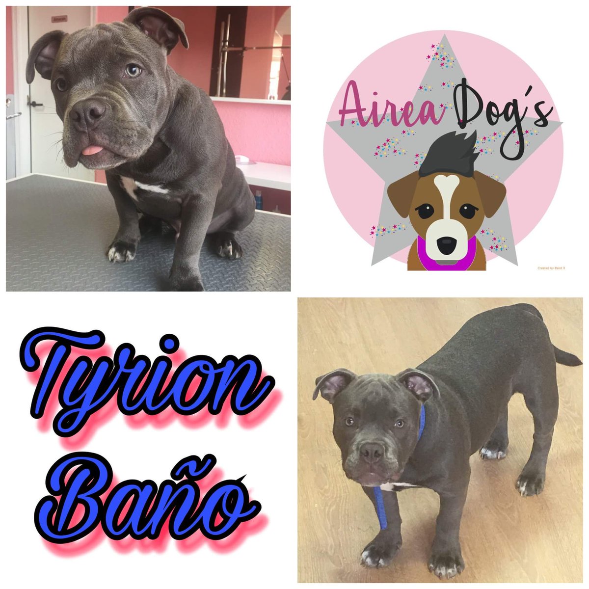 aireadogs tweet picture