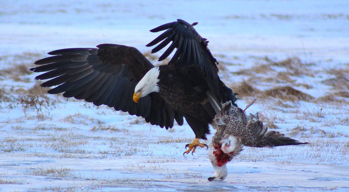 DCoffin7's tweet photo. @InfoMorningCB How hungry is an Eagle when they decide to hunt seagulls? From Jailhouse field off Weldon street last month. #dumpeagle https://t.co/Hz5Jj2Emfe