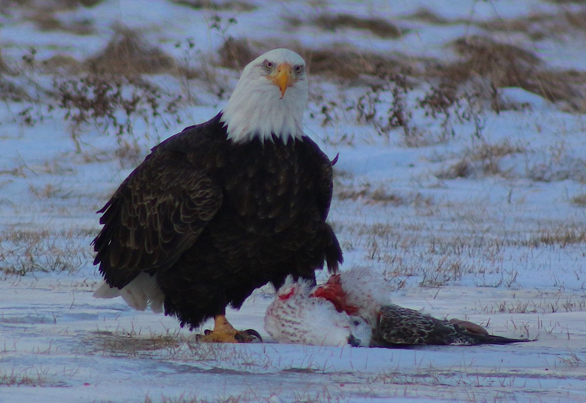 DCoffin7's tweet photo. @InfoMorningCB How hungry is an Eagle when they decide to hunt seagulls? From Jailhouse field off Weldon street last month. #dumpeagle https://t.co/Hz5Jj2Emfe