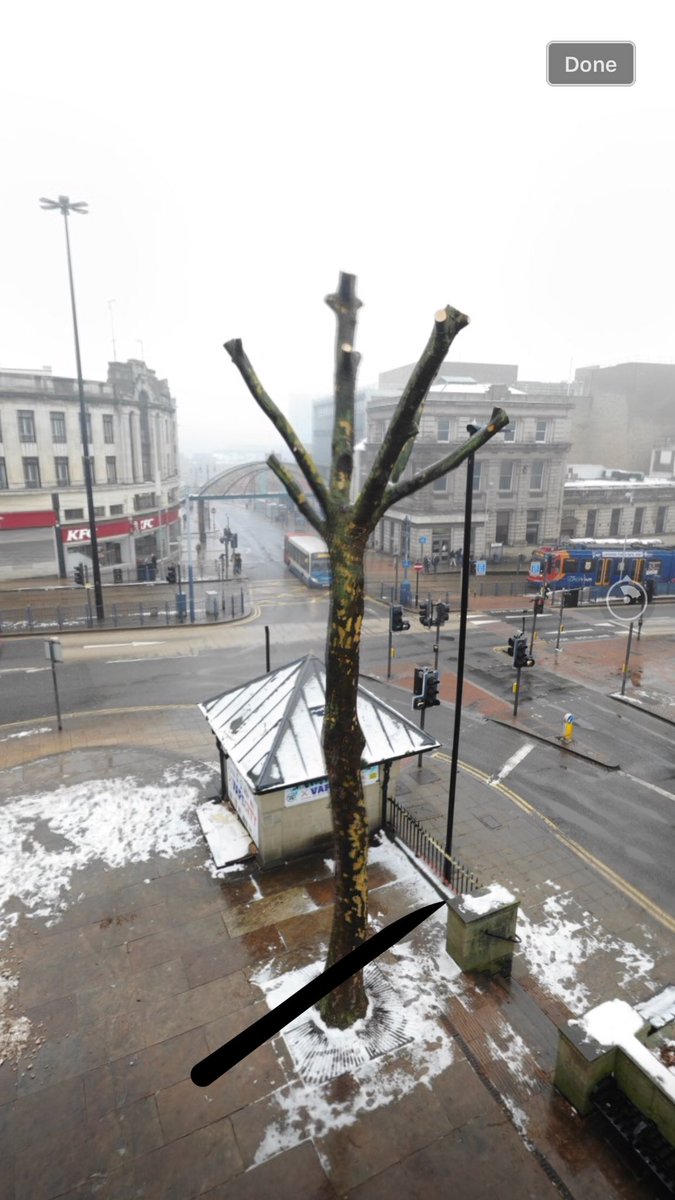 Four iconic, healthy trees with their branches cut off to “prevent birds nesting”. What kind of council does this sort of thing? #@SheffCouncil and the next chance to get rid of them is May 3rd.