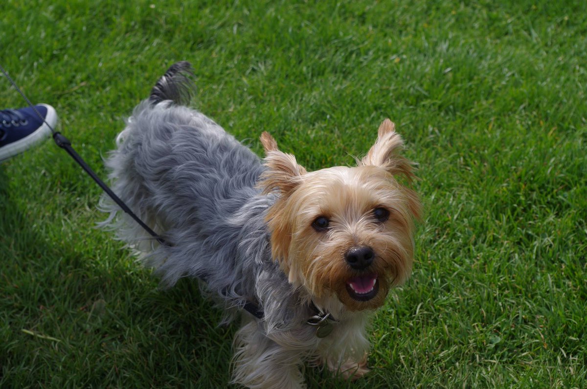 BobbyGotelee's tweet photo. #DogsofBCoT I didn't have her while I was at @bcot studying. She came 3 years after. But she is still my little nipper and I love her very much. Her name is Poppy and she is a Yorkshire Terrier. She likes eating meat, playing with her toys but most of all she loves going walkies. https://t.co/ixz6VNcZIL