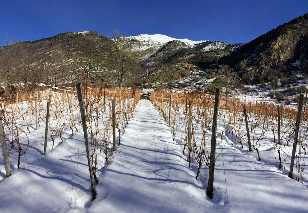 pallars_testimo's tweet photo. L'estima a la terra i una tradició vinícola que ve de lluny, van portar Ramon Pahí i 3 amics d' #Àreu a la #VallFerrera a tirar endavant el projecte de recuperaració de la vinya
#Pallars
https://t.co/YItC06Do8m https://t.co/wSV1BzedUe