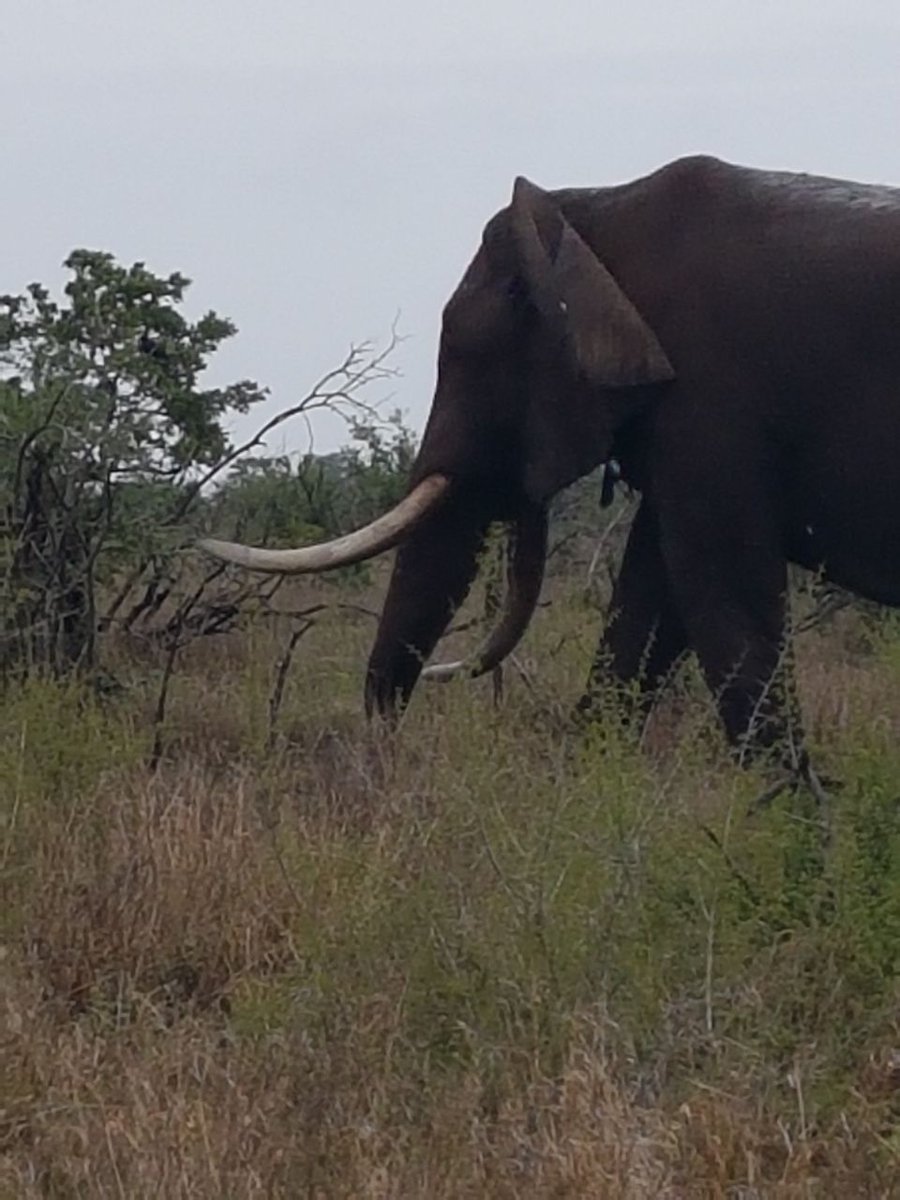 #MondayMorning #Weekend Update 
What a fun #weekend we had here at Tambarina Hospitality and Saseke Safaris 
The #Restaurant was packed with happy customers enjoying our #Portuguesecuisine
What an awesome couple of days we had on #Safari to with guests enjoying #Big5 Sightings