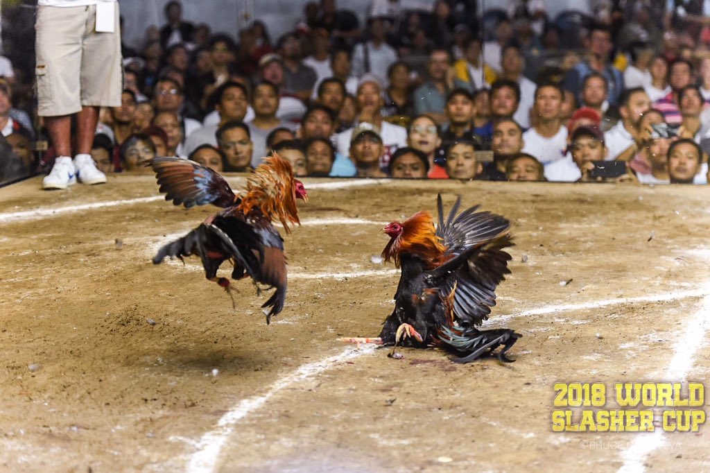 TheWorldSlasher's tweet photo. Handa na ba kayo uli sa bakbakan? #WSCII2018 #WorldSlasherCup2 #OlympicsOfSabong https://t.co/9WU9mNMvET