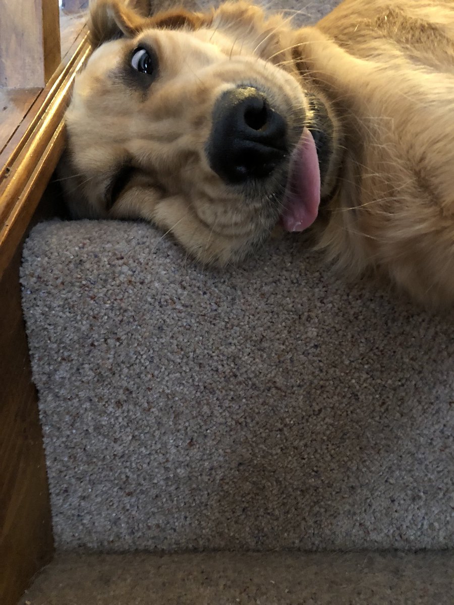 DougieStew's tweet photo. WHAT IS WRONG WITH MY DOG https://t.co/1nhMdOFxWV