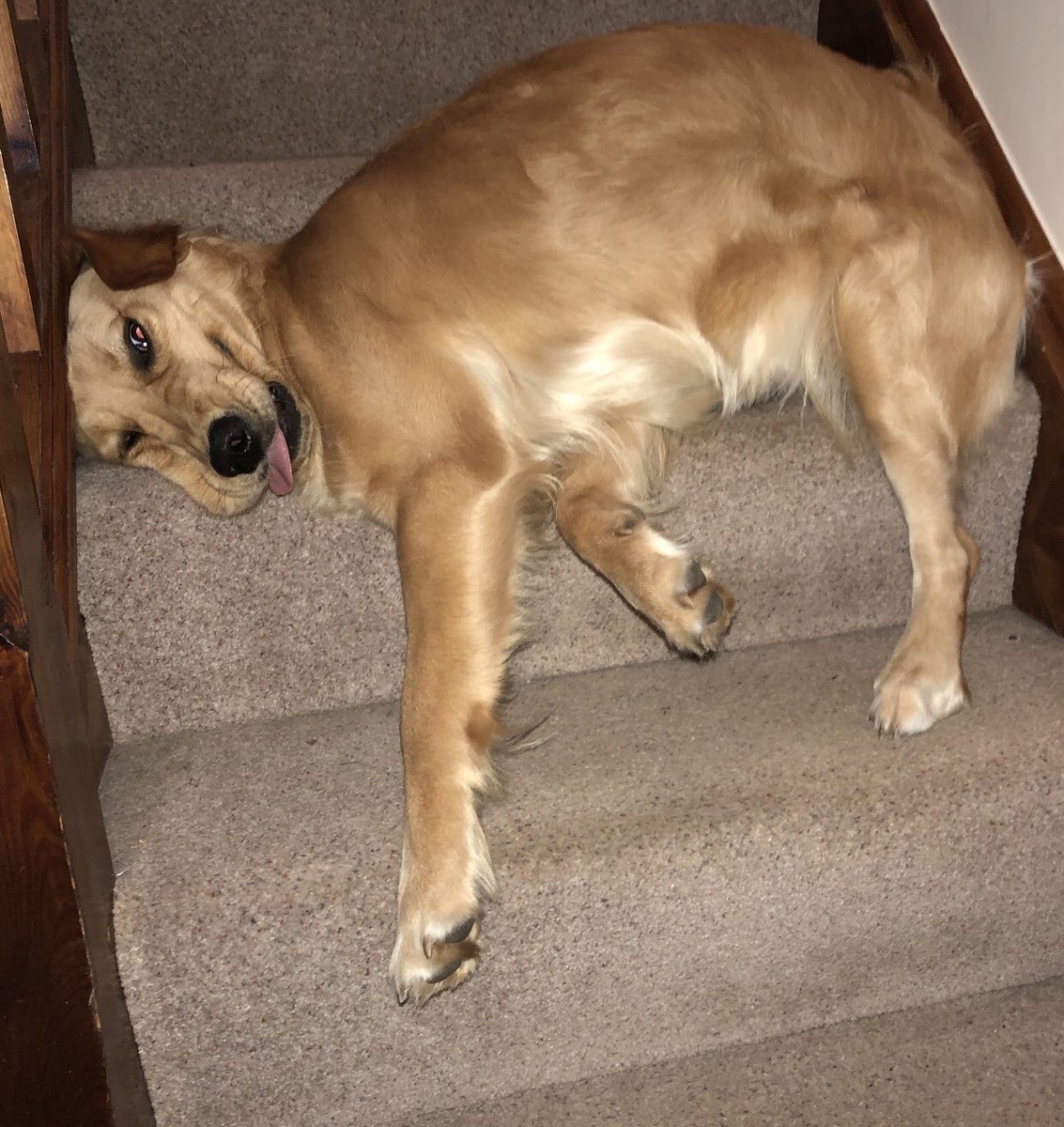 DougieStew's tweet photo. WHAT IS WRONG WITH MY DOG https://t.co/1nhMdOFxWV