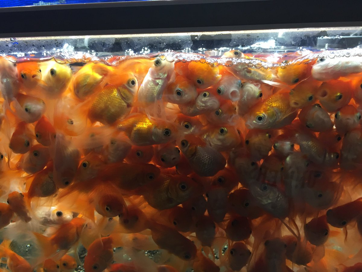 らぱん わらわらわら ポニョのオープニング感 トロピランド 金魚 餌やり らぱん わらわらわら ポニョのオープニング感 トロピランド 金魚 餌やり