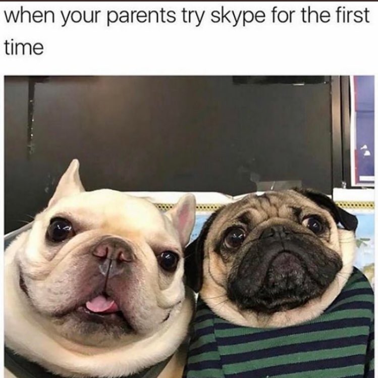 furballstory's tweet image. #technologicallychallenged #pugs #spreadlove #dogsofinstagram #dogstagram #pugsofinstagram #pugstagram #workgram #doggo #doglove #doglovers #doggolove #puppers #pups #puppersofinstagram #puppiesofinstagram #igers #instadaily #instagram #instadog #instapup #dogsoftwitter