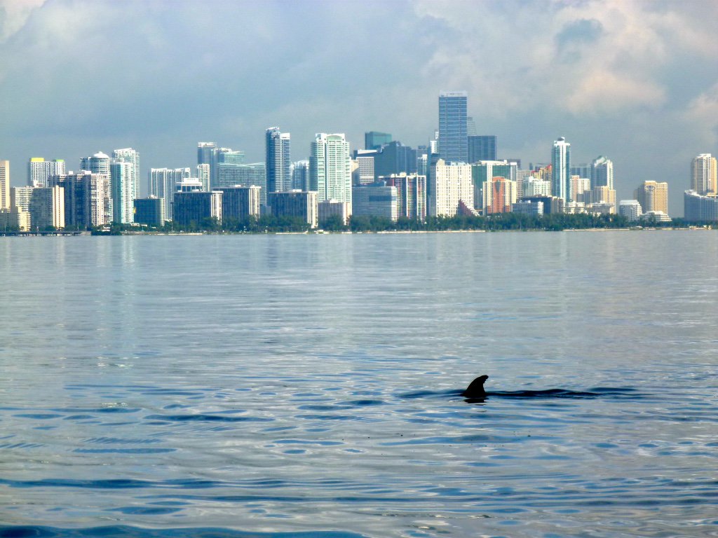 izziclegg's tweet photo. Can we conduct welfare assessments on wild cetaceans?
Myself and @karen_stockin will be running a workshop on 6 April on 'Welfare in the Wild' at the @EuroCetSoc meeting in La Spezia. Free registration thanks to @action4ifaw, get in touch to participate!
https://t.co/uj4KoEBuVn https://t.co/7SywI3je7Y