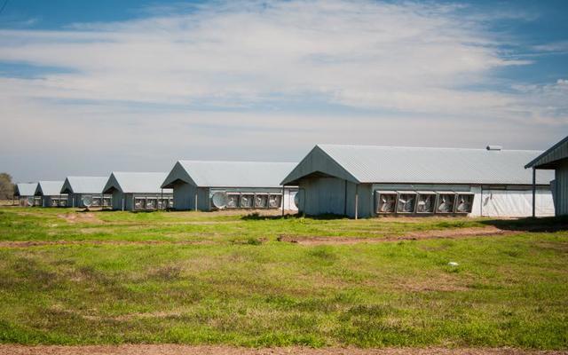 GreenFlex's tweet image. Le poulet américain vire au sans antibiotique, Volailles / lapins, Elevage  #MarketingResponsable #Risquesproduits #Qualitéproduits #Filièresalimentairesdurables bit.ly/2oyBMjy