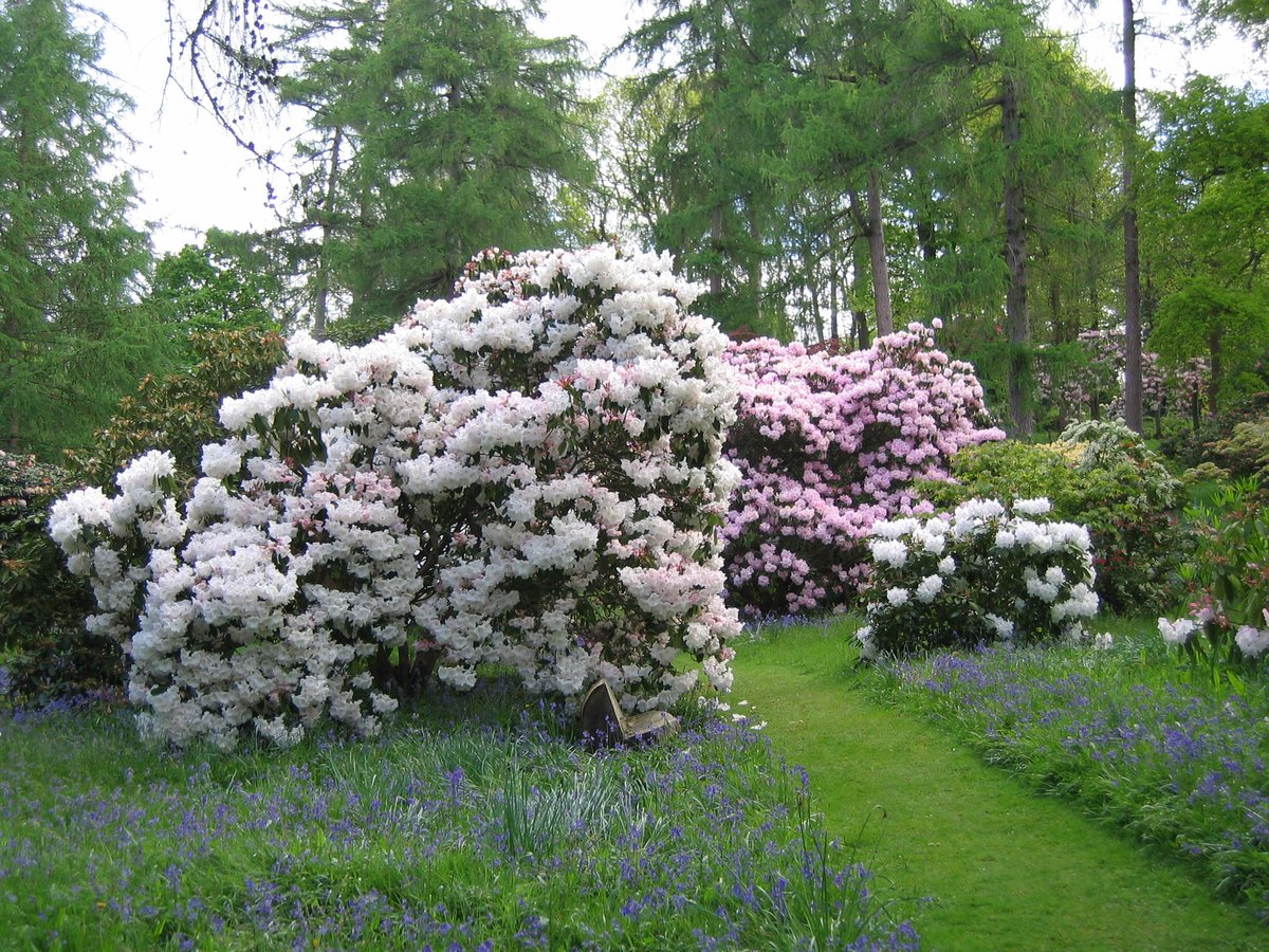 RamsterGarden's tweet photo. We will be celebrating our first weekend of opening with a special 2 for 1 offer on adult entry on Sunday 18th March (10am until 5pm). See early #rhododendrons and #daffodils marking the start of garden’s flowering season. #garden #gardening #2for1 #visitsurrey #gardenstovisit https://t.co/Fus382wAJh