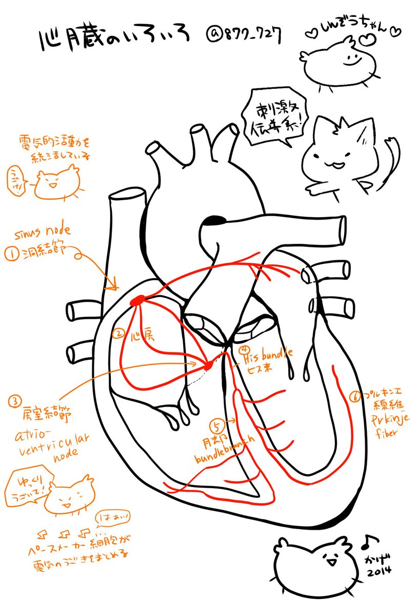 看護師のかげさん イラスト看護帖書籍化 Pa Twitter 心臓の解剖生理まとめ 国試には出ないけど臨床では略語が飛び交うから勉強するときは英語も一緒に覚えたいスタイル