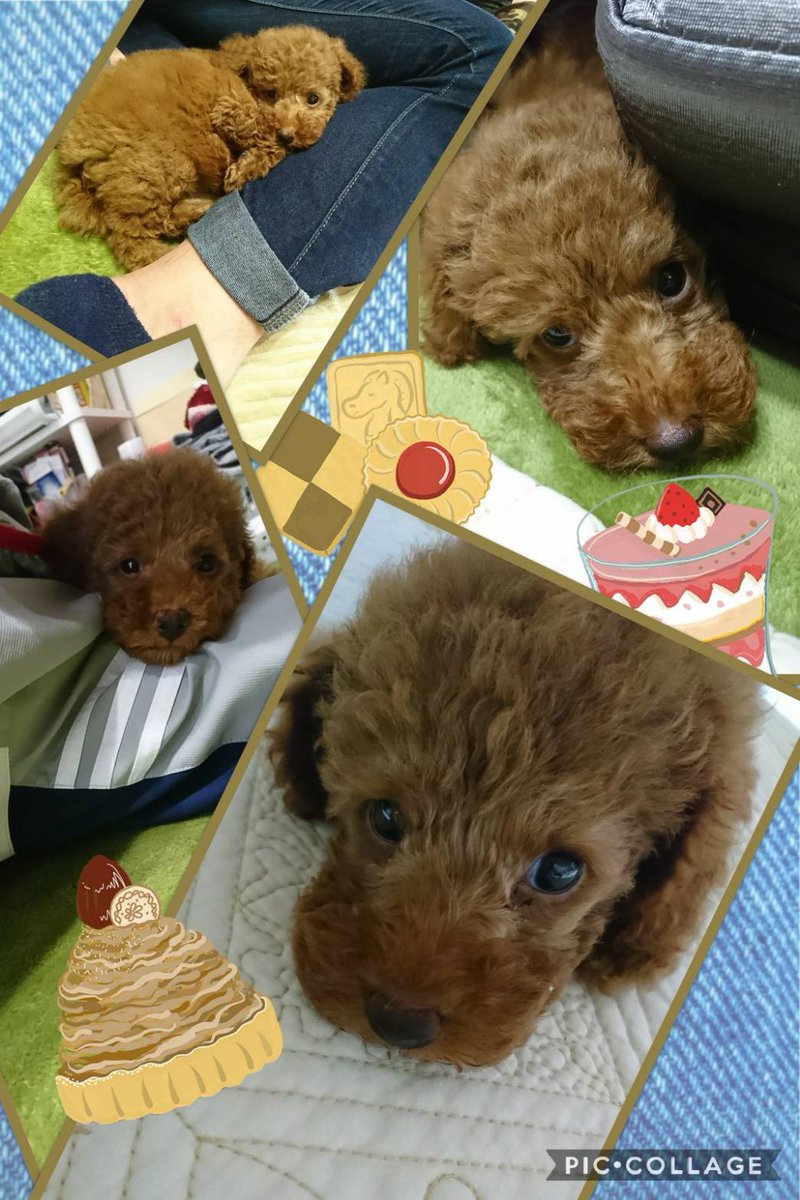 89ss511's tweet photo. スヌに会いて～！！ https://t.co/Ie3bXVetUg