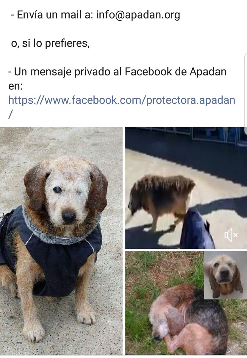 DesventurasCleo's tweet photo. ANIMALISTA lee triste historia d #Gomez abuelito ciego deteriorado q lo pasa muy mal en refugio,lleva 3 años, su familia se deshizo d él como un despojo. Ayudas a DIF y a ver si encuentta a su ángel? RT xfvr @SosAbuelos1 @ADOPTA_ESPANA @adoptaunavidaMD @Miliciaadopta cont en foto https://t.co/tAWqjA2Am4