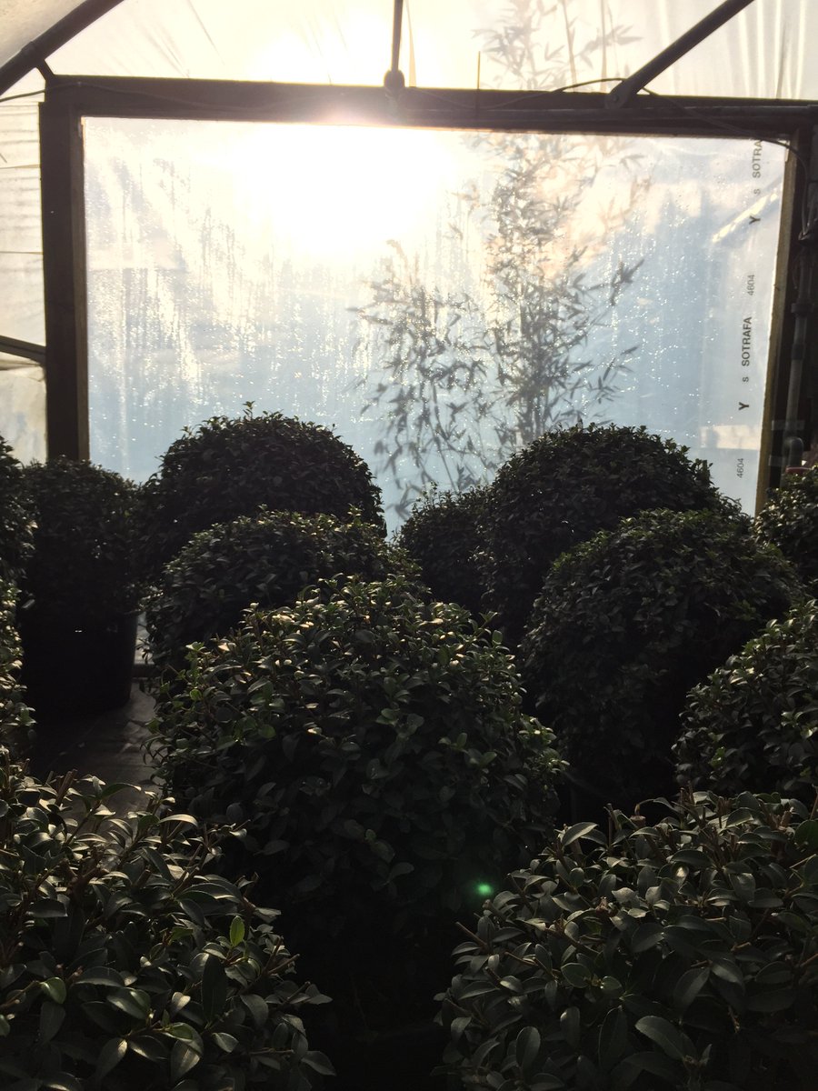 Balls of bountiful beauty. Some of our buxom #Osmanthus balls sparkling in the sunshine. Visit our #AVlist for prices and sizes. #topiary #gardendesign #gardenideas #springsunshine