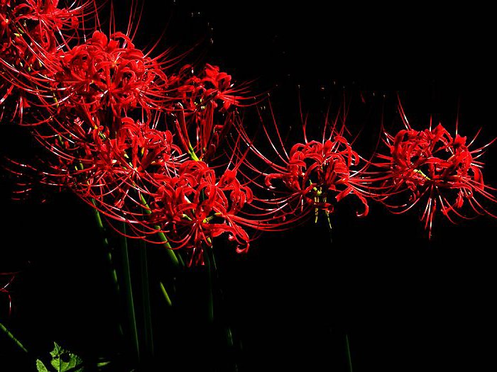 切ない花言葉 彼岸花 曼珠沙華 という別名でも呼ばれており 天界に咲く花 という意味を表しています その一方で 地獄花 死人花 という不吉な名前でも呼ばれています 花言葉は 想うはあなた一人 T Co Ewuean3onm Twitter