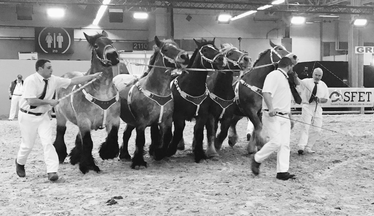 EquidesTravail's tweet photo. #SIA2018 terminé ! Bon retour et merci à tous 😊🐴 @Salondelagri @comexposium @Min_Agriculture @cga_paris #salondelagriculture #paris #agriculture #elevage #chevaux https://t.co/nQ3R2OHduj