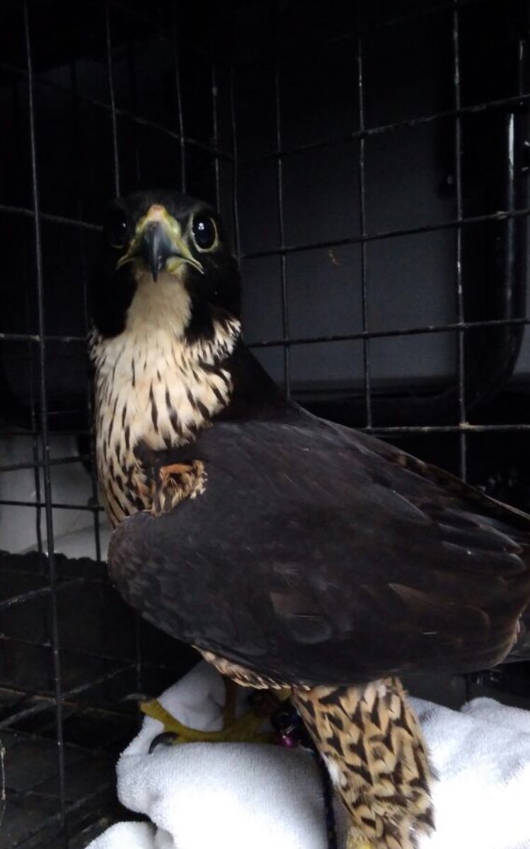 Dwi N. Adhiasto tweet media