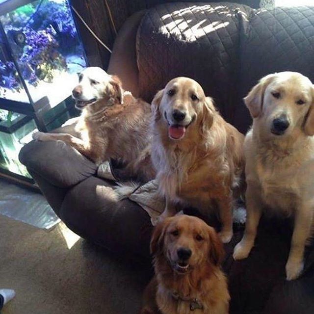 DOg treats