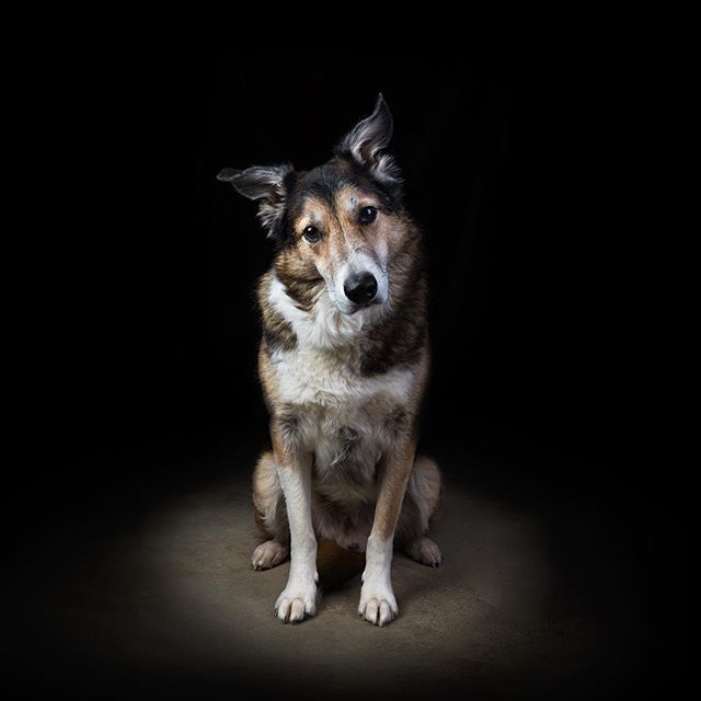 Layton_Bennett's tweet photo. A portrait of a very fine looking dog.
.
.
#pet #petportrait #lovemydog #studiolighting #interfit #petphotography #studioportrait #collie #alsation #muttsofinstagram #mutt #dog #cornwall #newquay #lowkey #nikon https://t.co/WUVRktcHGq https://t.co/VpHVc57RUC