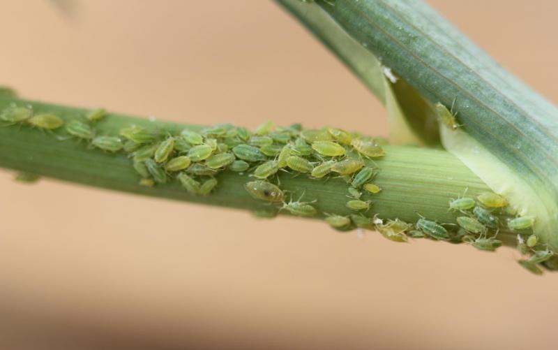 AHDB_Hort's tweet image. .#Pyrethroid resistance has been discovered in #willow-carrot aphid, find out more: ow.ly/yNL430iFfFr