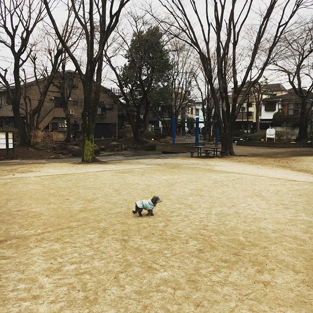 Takeshidoodle's tweet photo. A windy walk in the park. 
#Tokyo 
#風邪強すぎで斜め歩き
#地味なウインドブレーカー
#プードル
#Poodle
#dogoftheday https://t.co/geUFYMRL1k https://t.co/ao1ht9eIs7