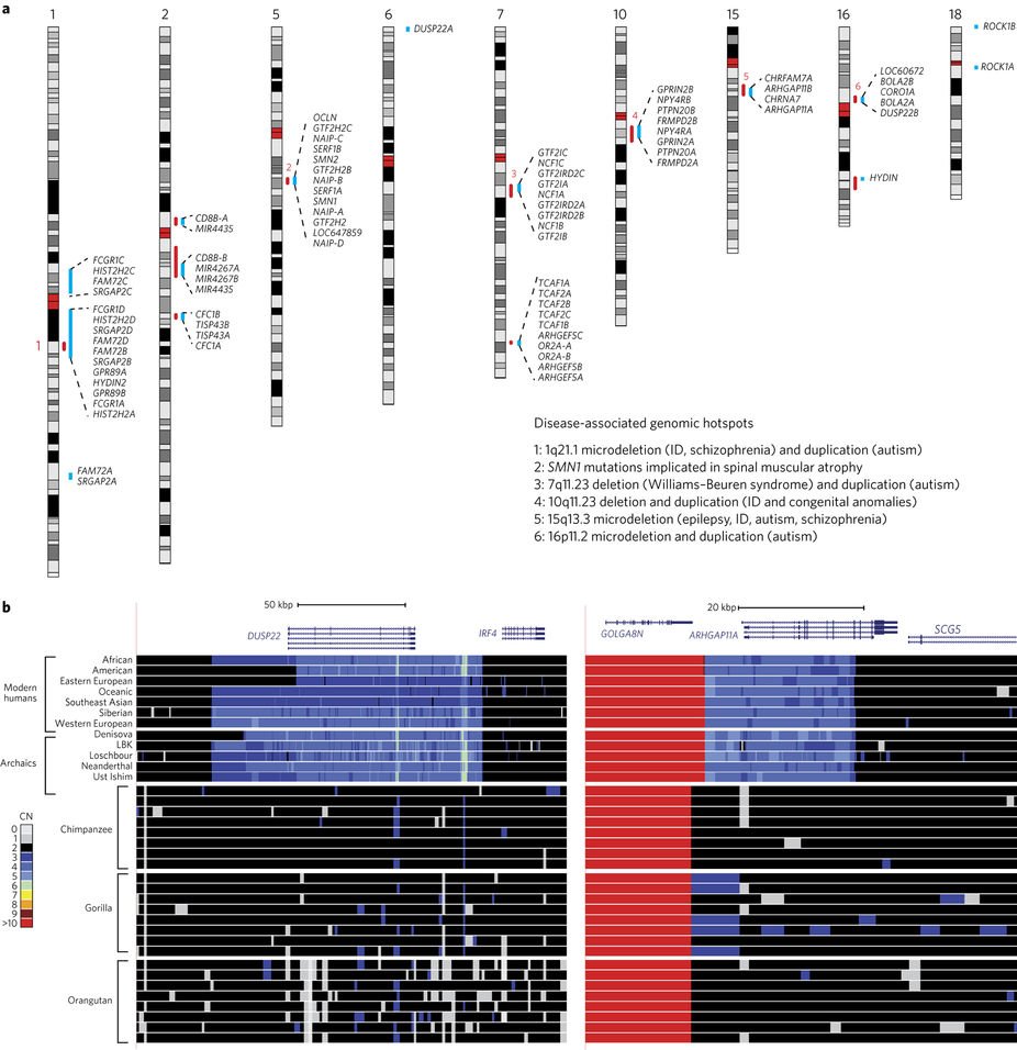 NatureEcoEvo's tweet image. The evolution and population diversity of human-specific segmental duplications nature.com/articles/s4155… ncbi.nlm.nih.gov/pubmed/28580430 #March2017highlight #ICYMI