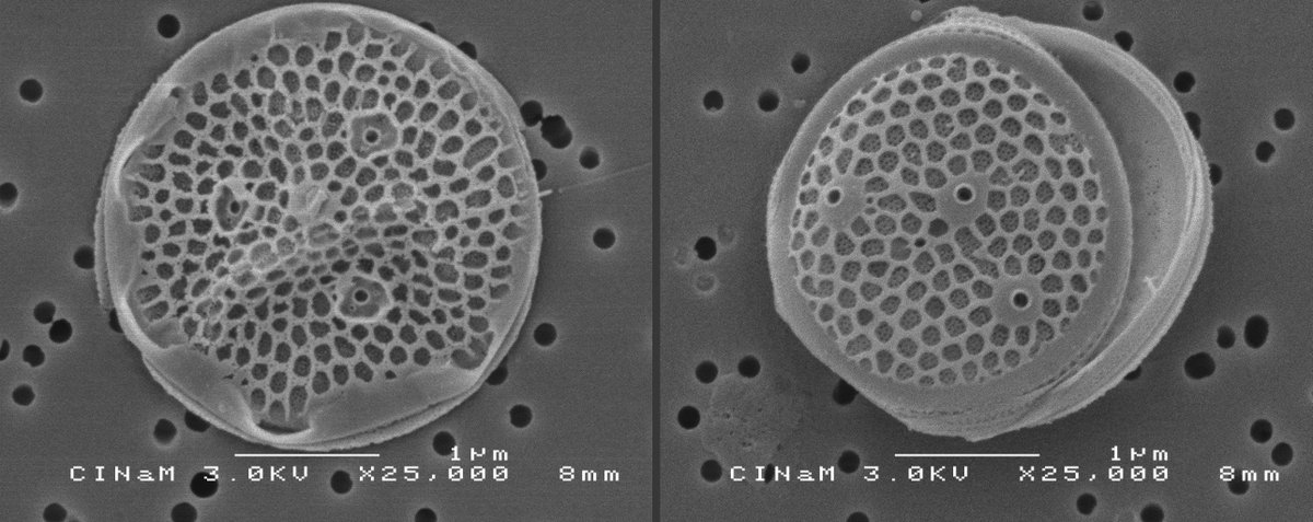CNRSecologie's tweet photo. [Direct labo] Diatomées pico- et nano-planctoniques : une importance sous-estimée dans les cycles biogéochimiques océaniques

➡️ https://t.co/7ZX7yYBR4j https://t.co/C61q5XbW56