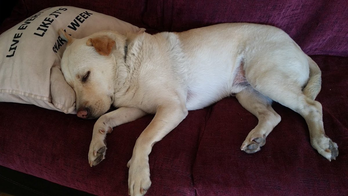 krishnathedog's tweet photo. I'm not sleeping. I'm meditating. https://t.co/Fo4ZU67gLk