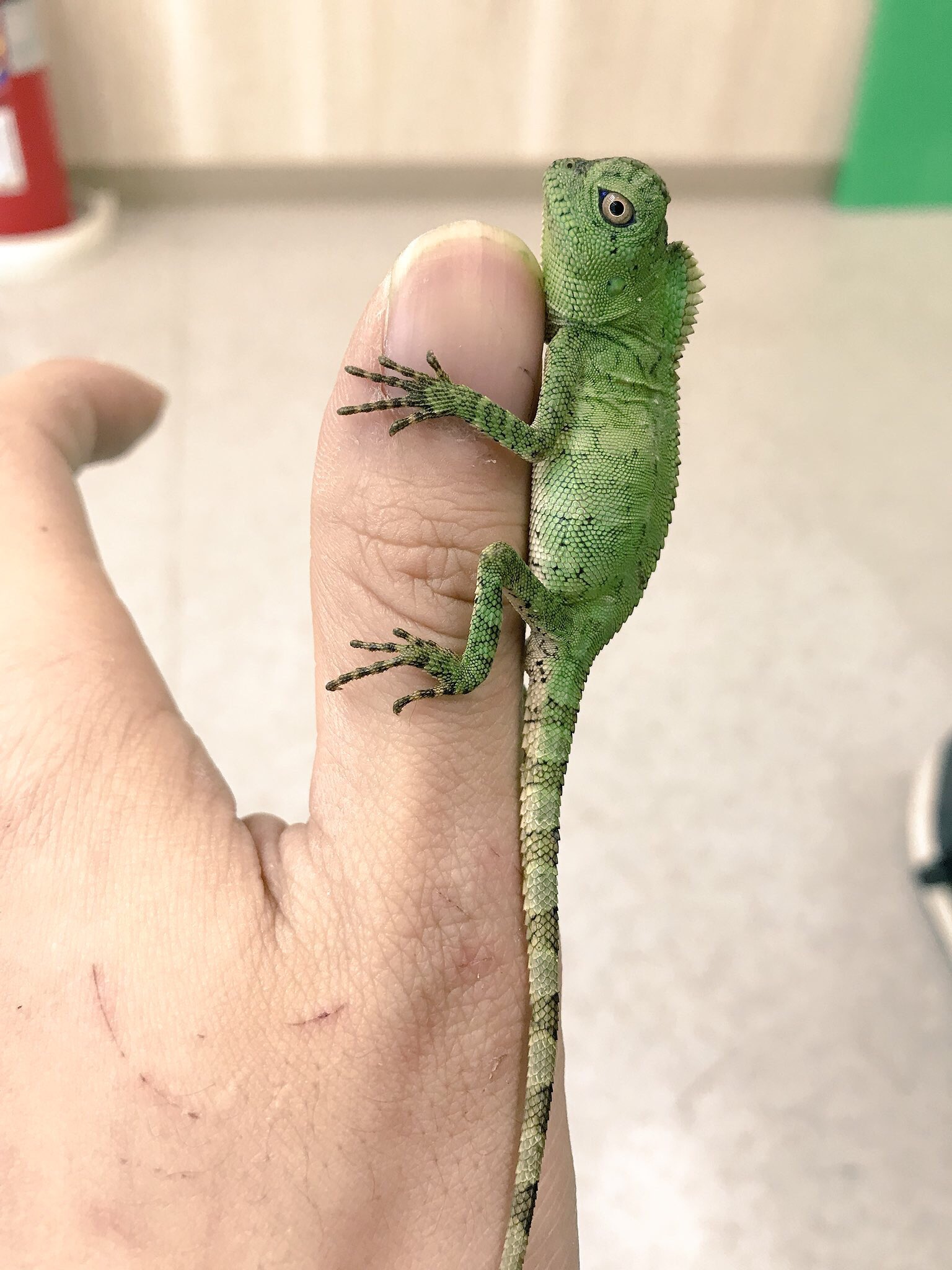 ジュラの杜 爬虫類カフェ 専門店 仙台 Auf Twitter Usa便 カメレオンモリドラゴンcb 多分pr ブルーアイツリードラゴンとも呼ばれます 気難しいイメージのあるトカゲですが さすがcb めちゃくちゃ元気です 成体時の色彩変化も魅力の１つですね カメレオン