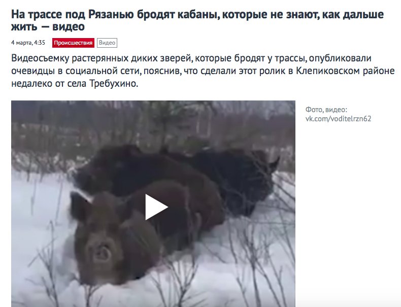 Настроение в марте: кабан под Рязанью