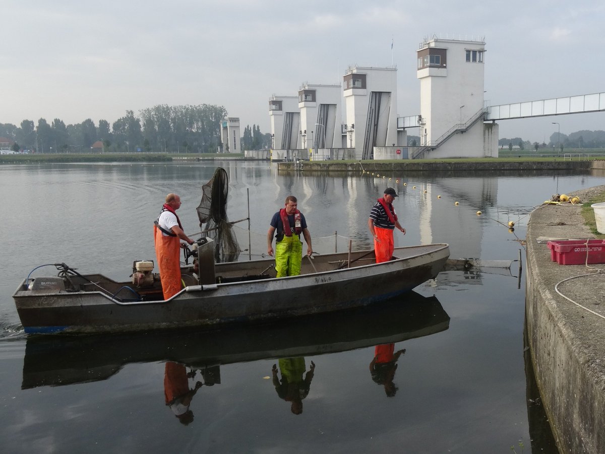 Sinds 2014 helpt DUPAN geslachtsrijpe palingen veilig langs de waterkrachtcentrale bij Lith. 8.000 palingen hebben inmiddels veilig richting Sargassozee kunnen zwemmen. Hopelijk kunnen ze dit vanaf 2019 zelf met behulp van deze palingvriendelijke turbines: bit.ly/2H43MlQ