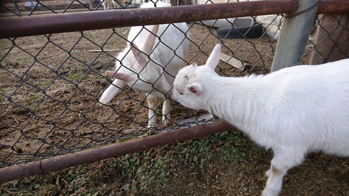 Potetochippu Sladkiybatat Twitter