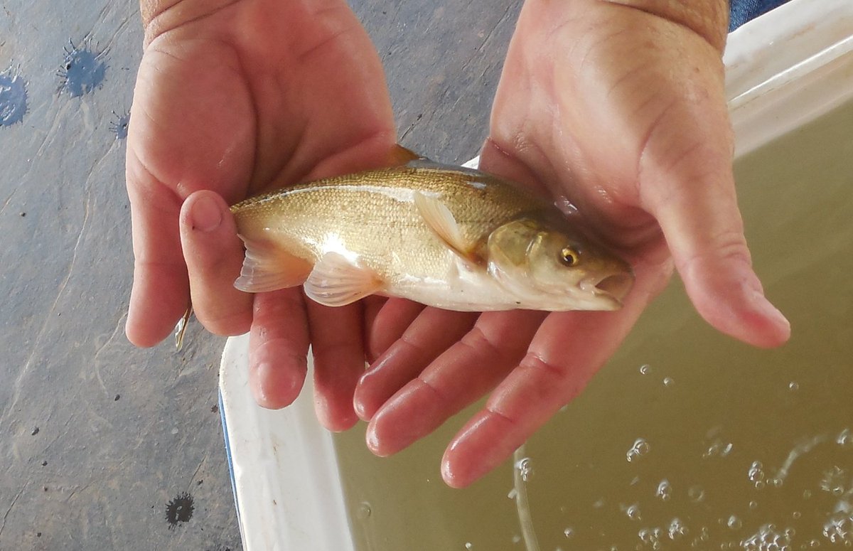 Inthecurrentaz's tweet image. Native Species of the Month: Virgin River Chub - inthecurrent.org/nsm/native-spe…