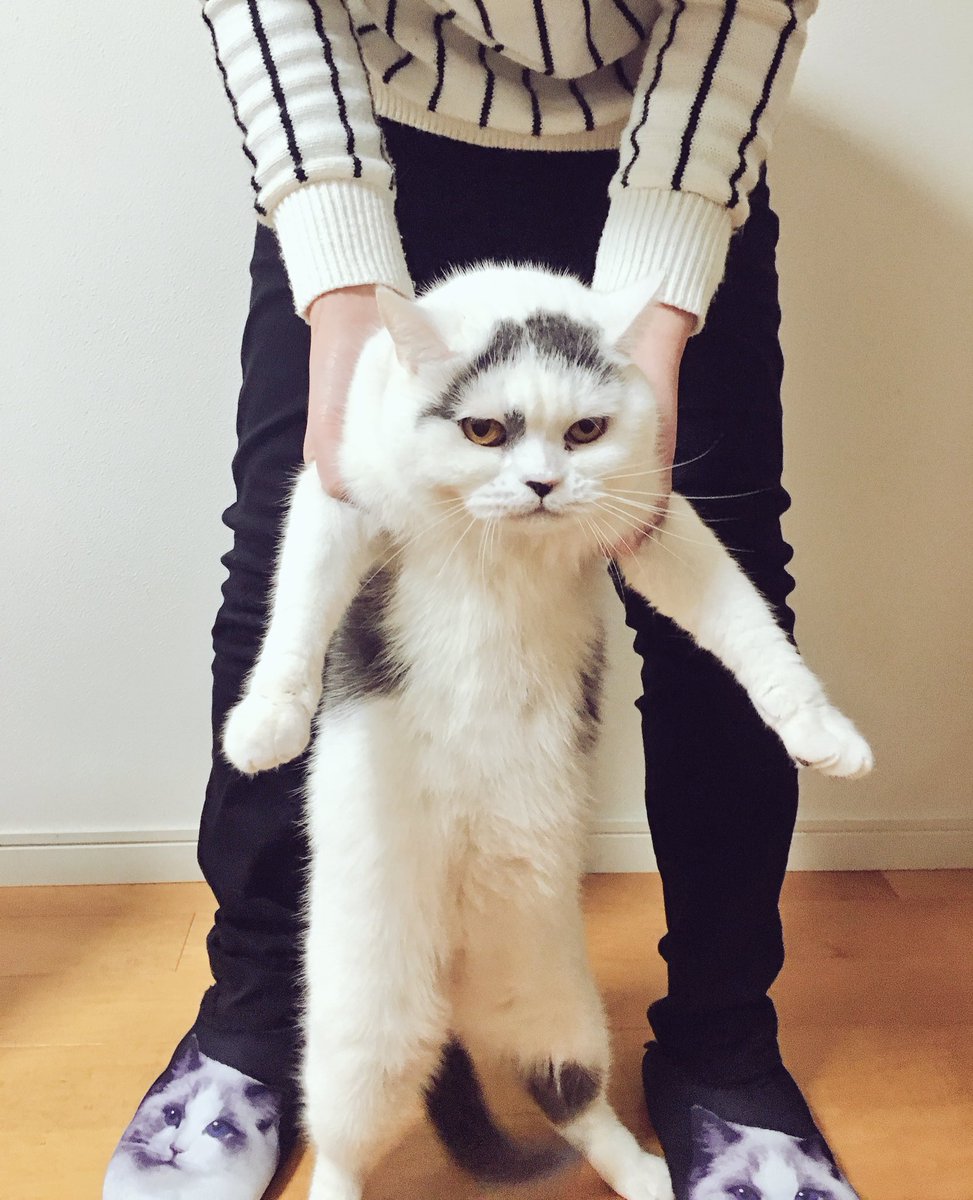 mikoto_0314_'s tweet image. #全日本猫伸ばし協会 
このあとめちゃくちゃ文句言われた