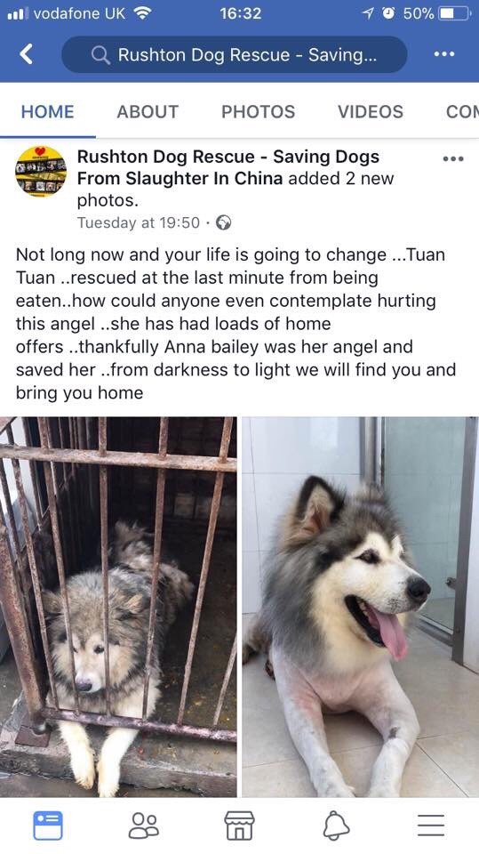 Taun Taun, Saved from the dog meat trade – Written (and fostered) By Dawn Fido at Malamute Matters malamutematters.wordpress.com/2018/03/05/tau…