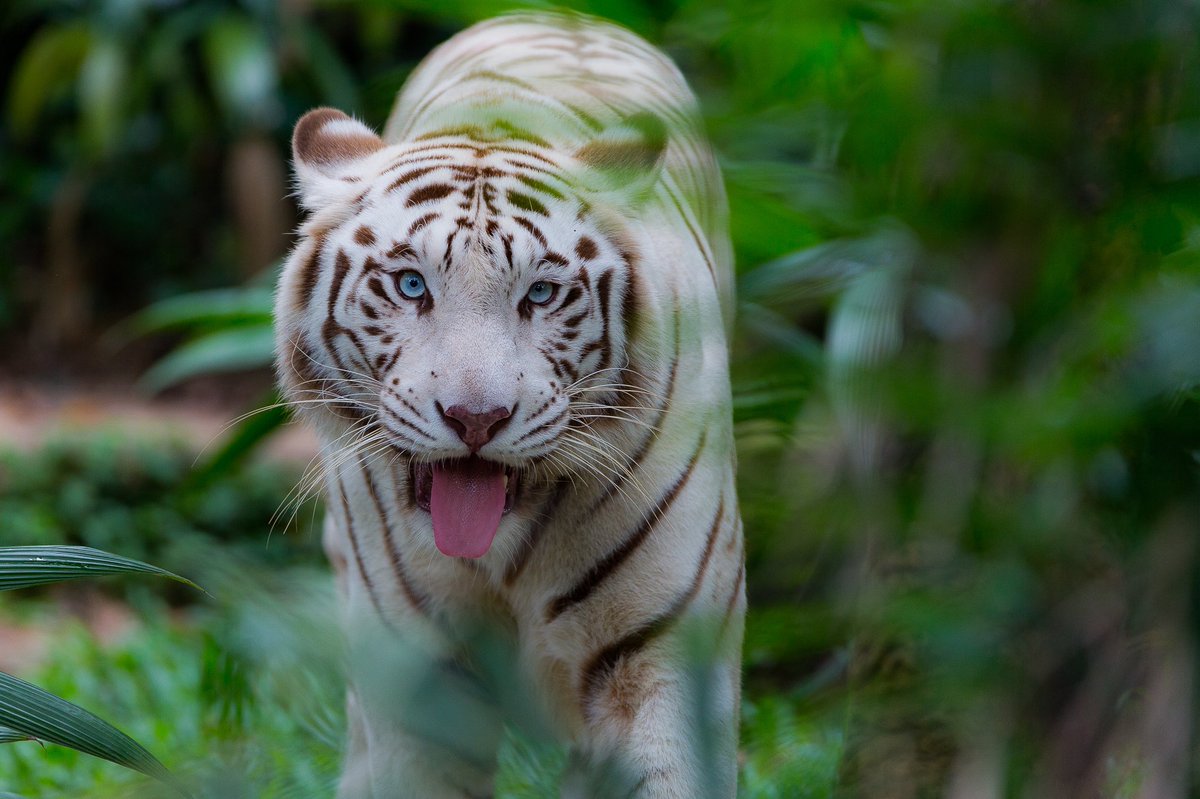 ホワイトタイガー White Tiger シンガポール動物園は是非ともまた行き