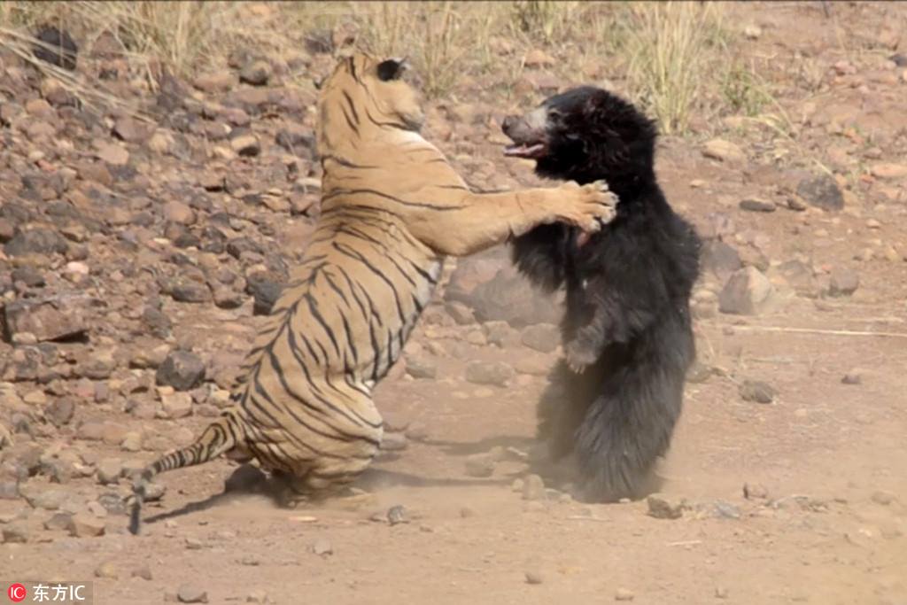 ベンガルトラvs ナマケグマ 激闘を制したのは