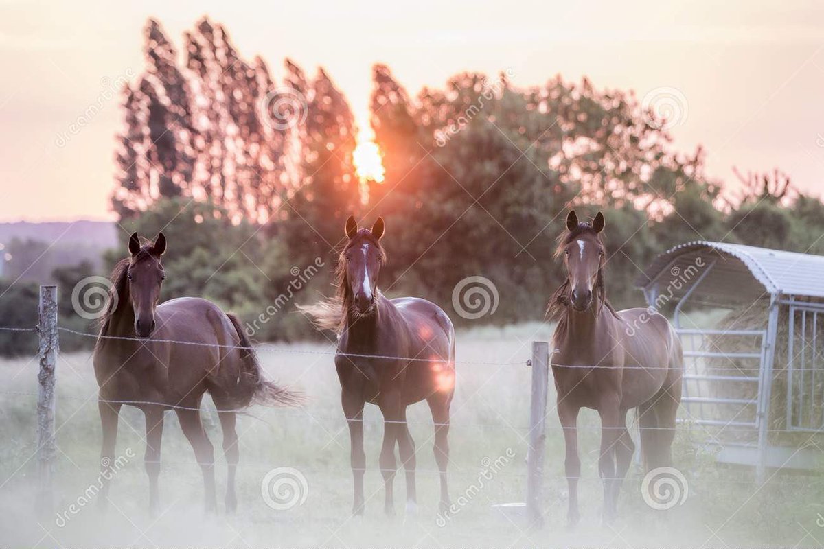 bcpix's tweet photo. #french #horses in a field at #sunset #stockphoto from #bcpix on #Dreamstime #dreamstimeapp https://t.co/2xUVxJGTYe https://t.co/tRRAS0EHqu