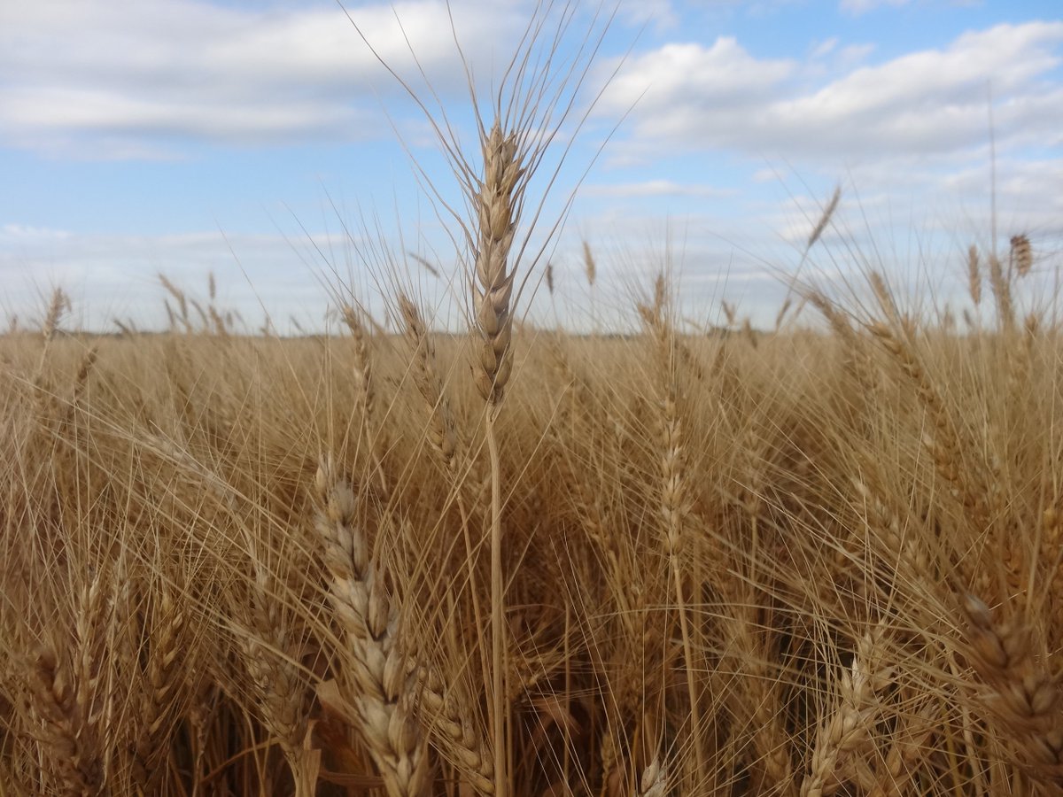 rrfn's tweet photo. Check out this week's #FarmNetNews, featuring @ComClassic coverage, @NFUDC , #RFS discussions and more. Read it all at https://t.co/4qnI5CX5JK. https://t.co/tLNY4s1grm