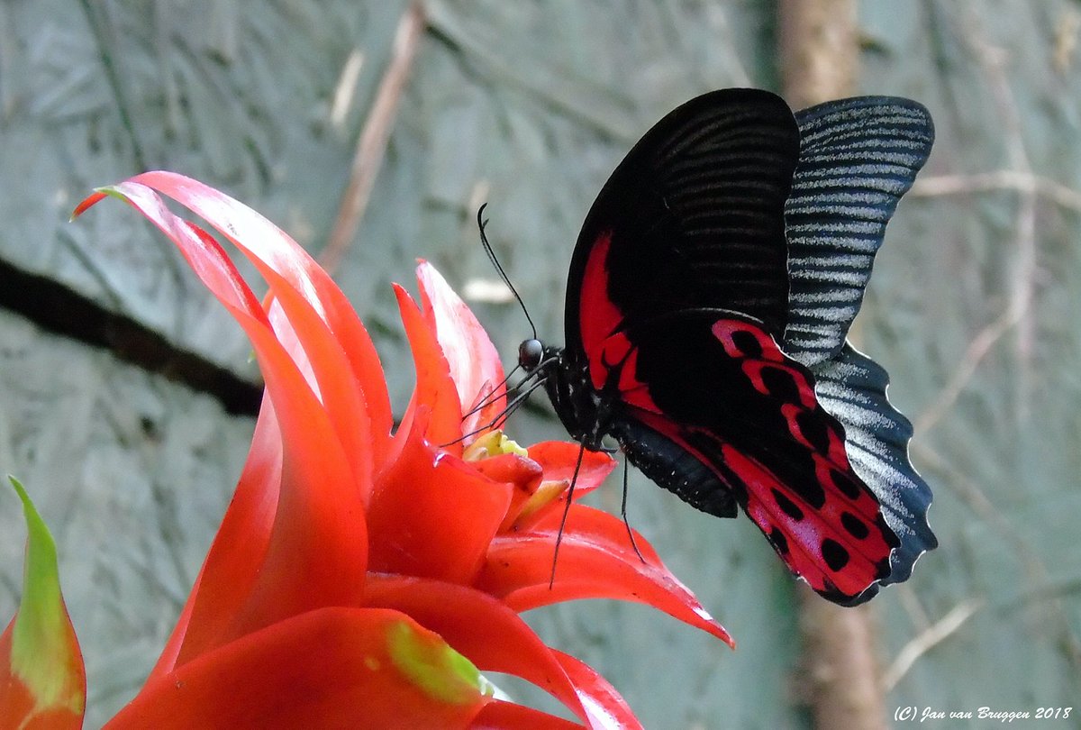 janvb68's tweet photo. Papilio deiphobus rumanzovia (vrouw) https://t.co/rTx4Nai2Av