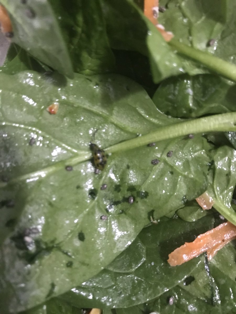 thecrystalek's tweet photo. @DoleTweets Found this little guy in your “thoroughly washed” salad kit. https://t.co/ZKe8DfZaUh