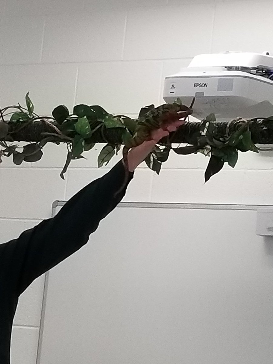 FeeserLCPS's tweet photo. Chameleons can camouflage, but did you know that they change colors depending on their mood or surrounding temperature? Can you find the chameleon in this pic? @mskim3rdgrade @MrsDanish3rd @PThiessen_LCPS #SteamExpo2018 https://t.co/83OyivBh0c