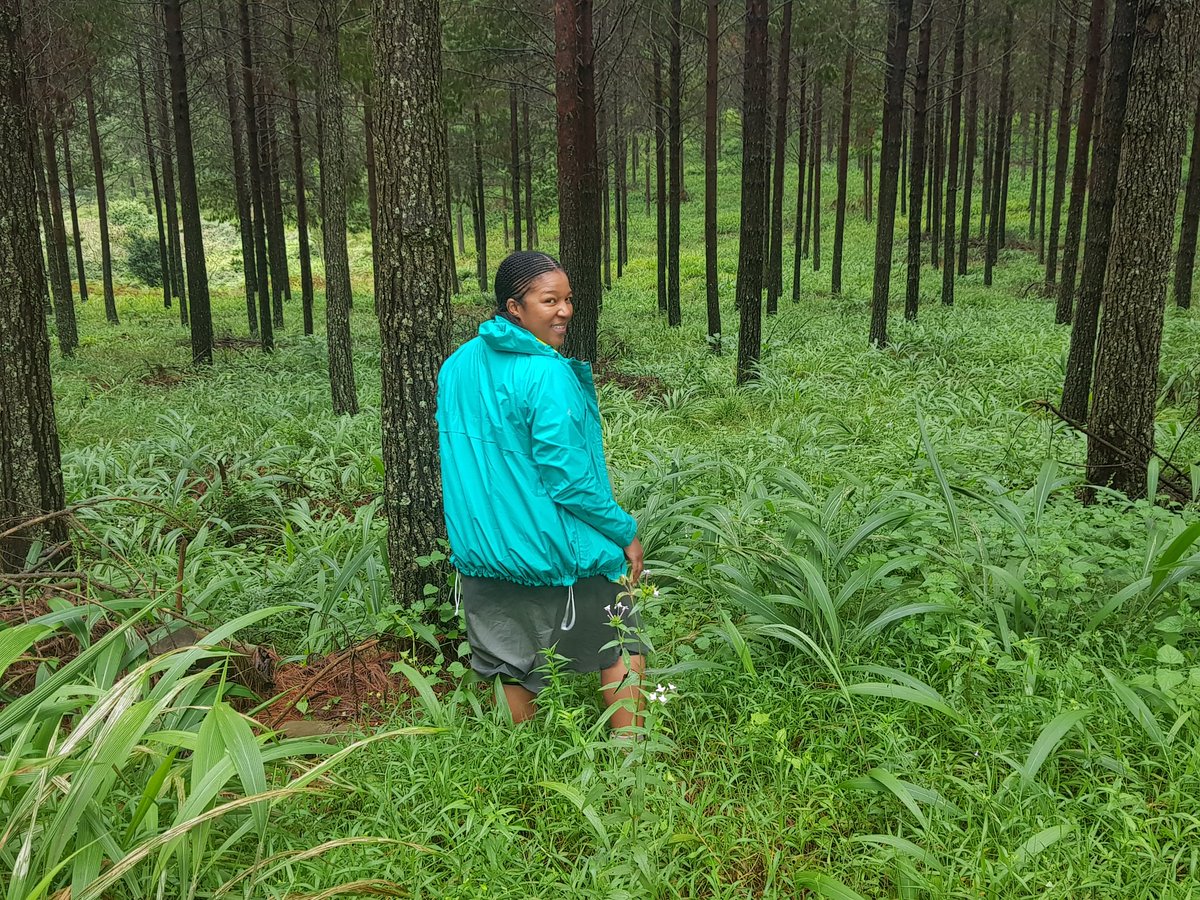Lermon's tweet photo. One of the great hikes done last weekend in Woodbush #Magoebaskloof 
#HikeSquad #SkirtGirl #Hiking #WeHike #ItsMySouthAfrica 📸 @Kea1_nthate https://t.co/kRMi6s3E9U
